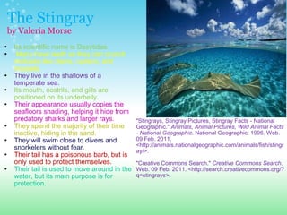 The Stingray by Valeria Morse Its scientific name is Dasytidae   Many have teeth so they can crunch mollusks like clams, oysters, and mussels.  They live in the shallows of a temperate sea.   Its mouth, nostrils, and gills are positioned on its underbelly.    Their appearance usually copies the seafloors shading, helping it hide from predatory sharks and larger rays.  They spend the majority of their time inactive, hiding in the sand.   They will swim close to divers and snorkelers without fear.   Their tail has a poisonous barb, but is only used to protect themselves.    Their tail is used to move around in the water, but its main purpose is for protection. "Stingrays, Stingray Pictures, Stingray Facts - National Geographic."  Animals, Animal Pictures, Wild Animal Facts - National Geographic . National Geographic, 1996. Web. 09 Feb. 2011. <http://animals.nationalgeographic.com/animals/fish/stingray/>. "Creative Commons Search."  Creative Commons Search . Web. 09 Feb. 2011. <http://search.creativecommons.org/?q=stingrays>.  