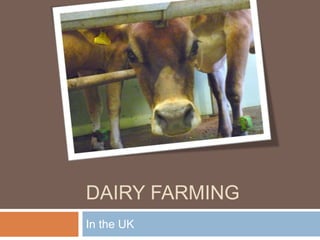 DAIRY FARMING
In the UK
 
