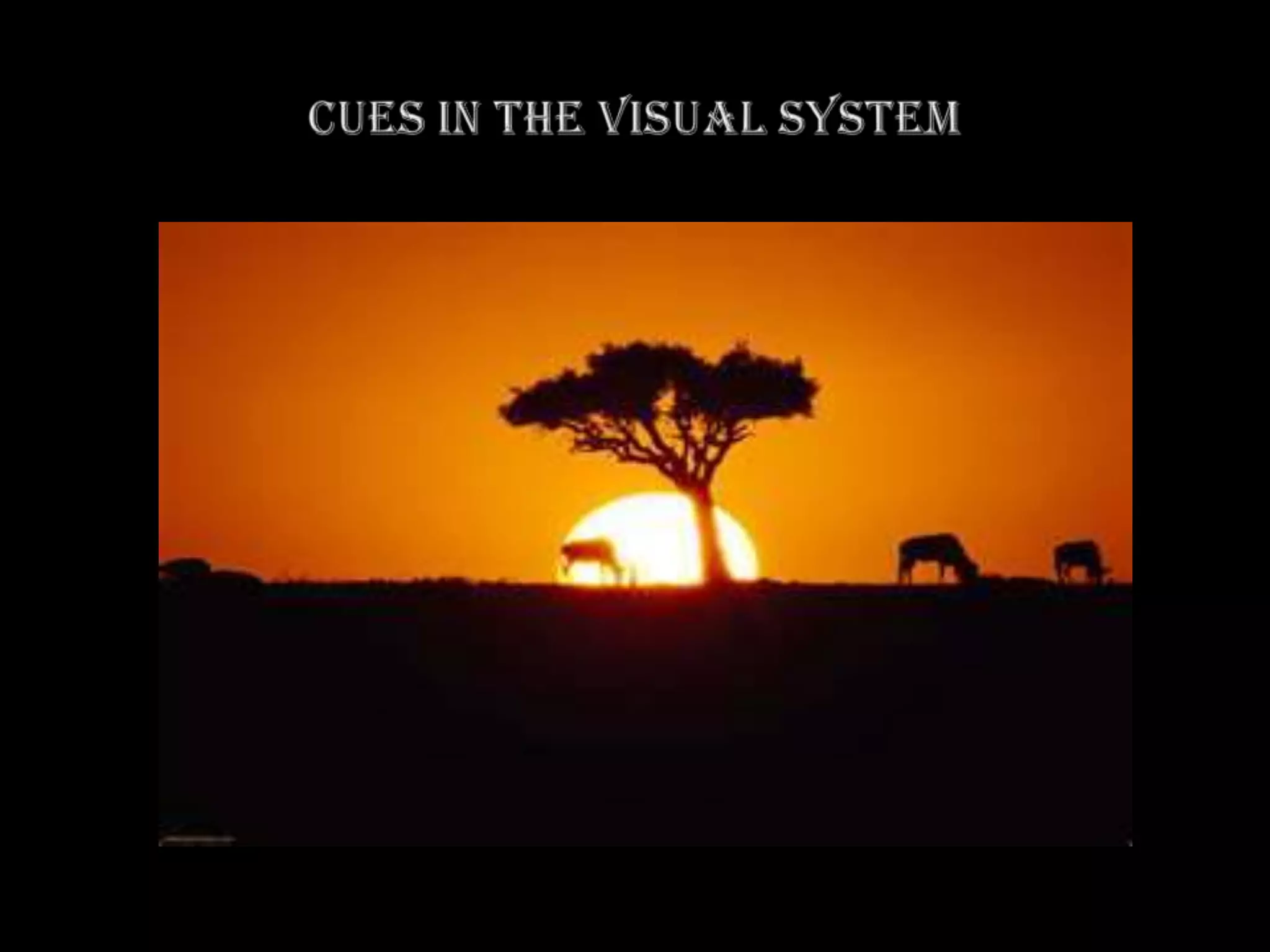 Visual Ambiguity Presentation | PPTX