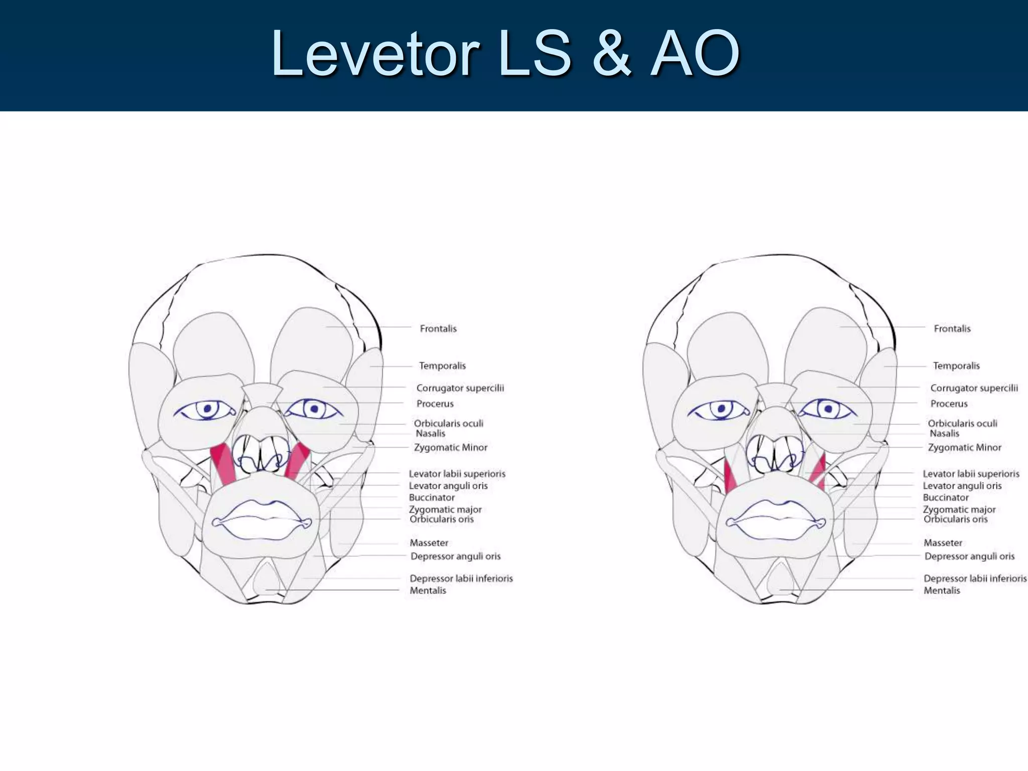 facial expression A.U