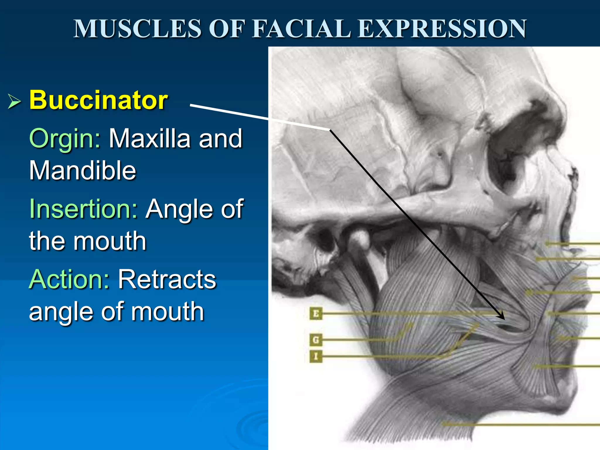 facial expression A.U