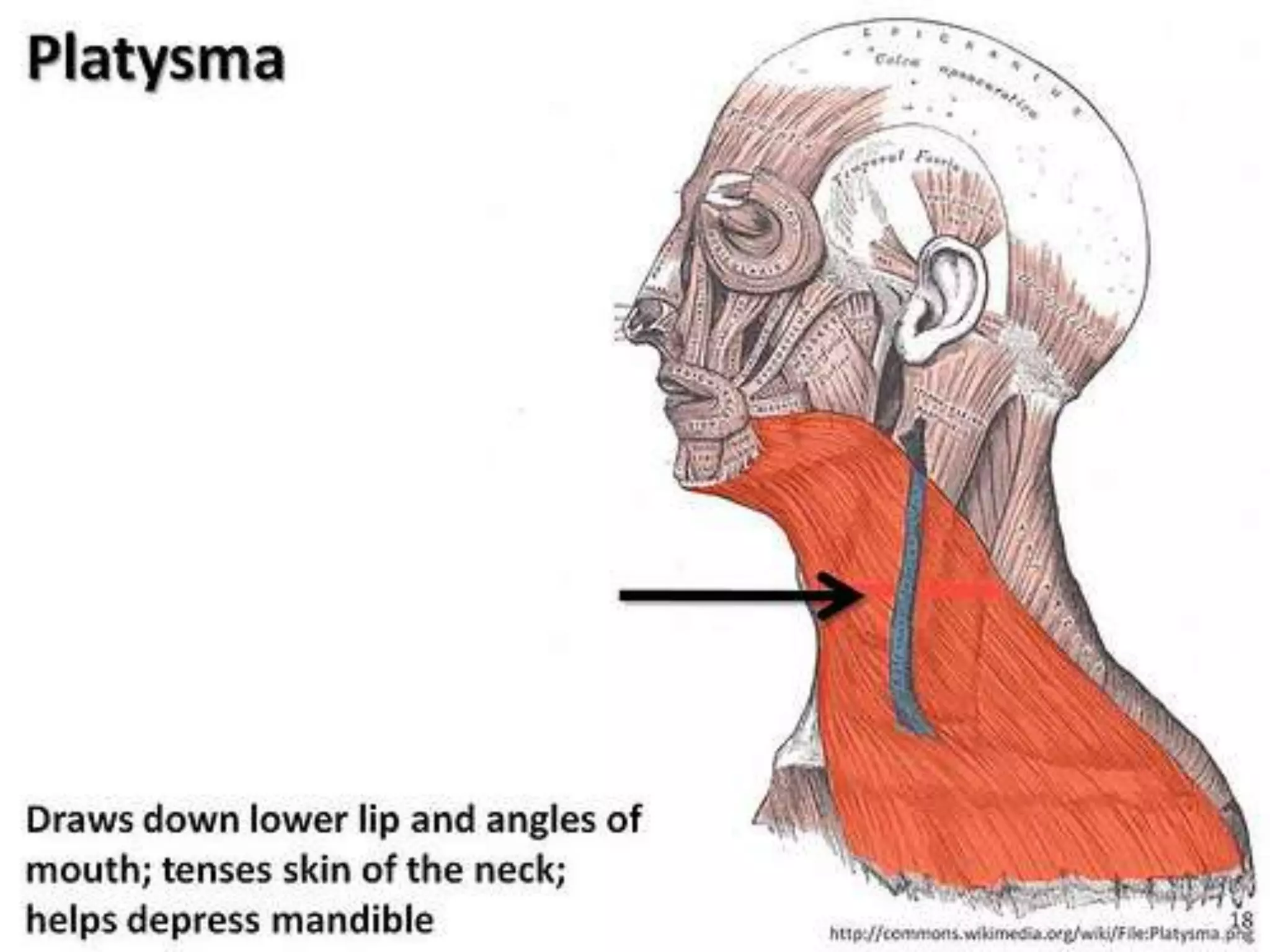 facial expression A.U