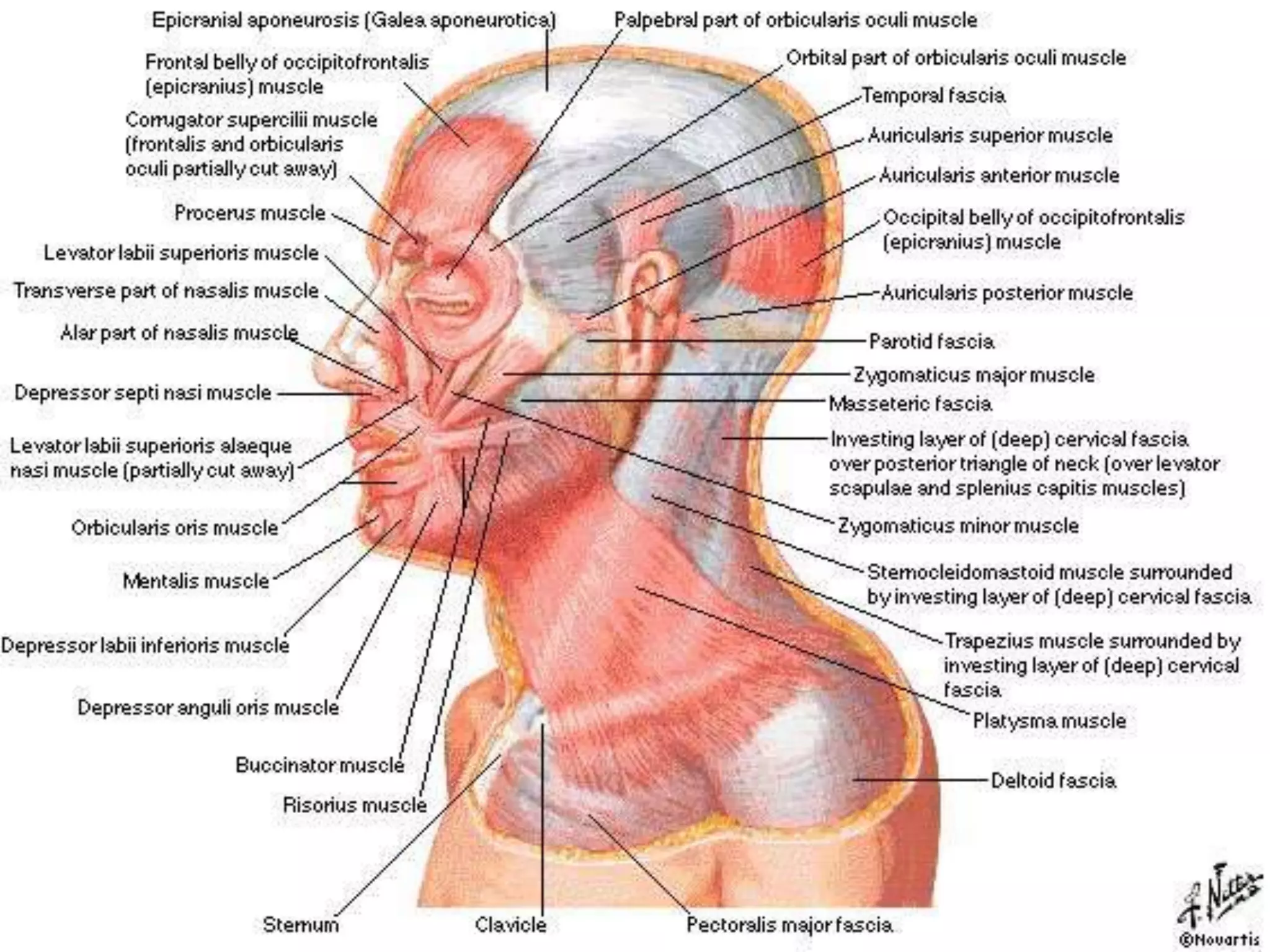 facial expression A.U
