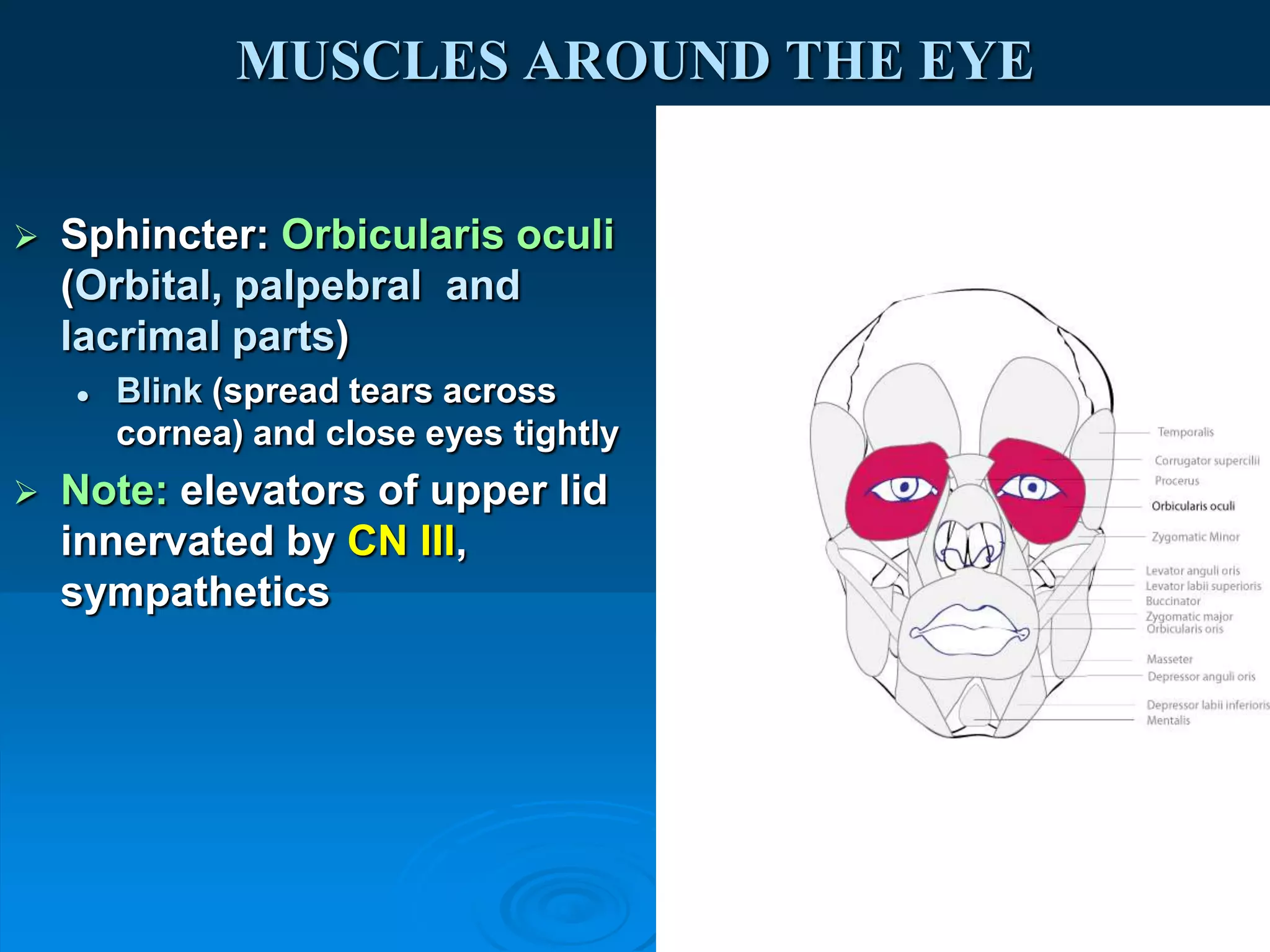 facial expression A.U