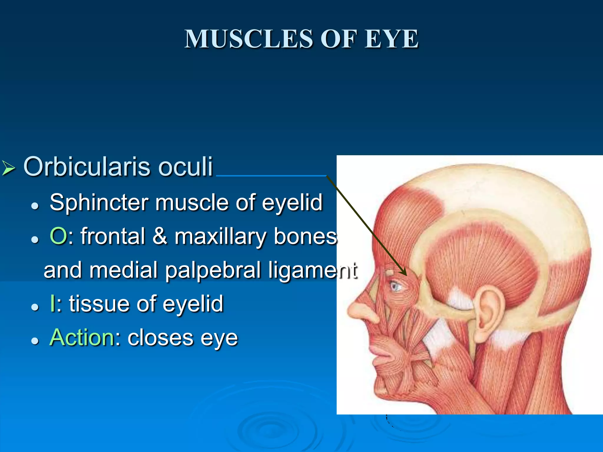 facial expression A.U