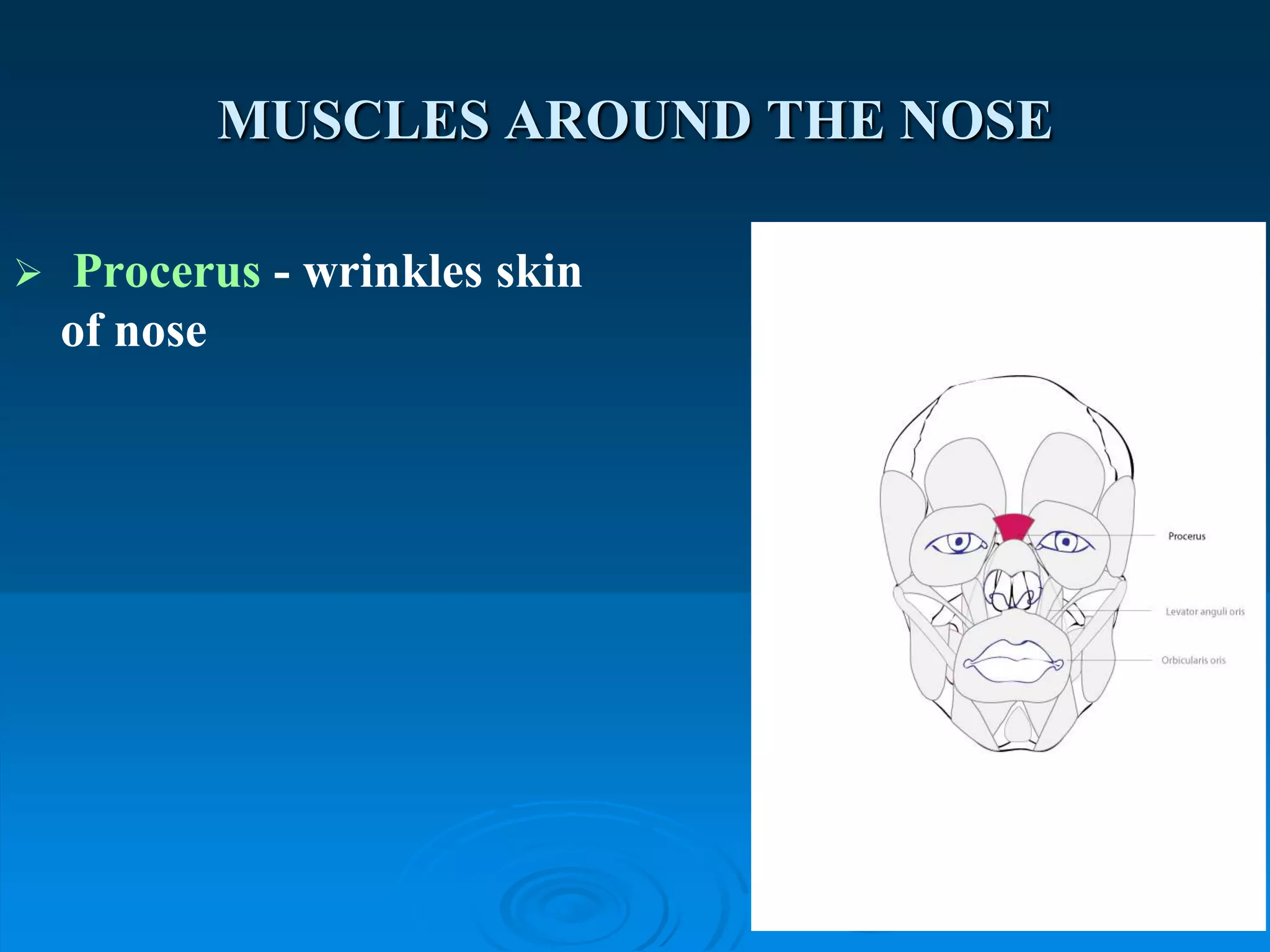 facial expression A.U