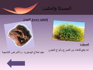 الحلتيت  (  صمغ الانجدان ) المسيكـــا إنه ينفع  للشفاء  من الصرع وأنواع الجنون  المسيكا والحلتيت مفيد لعلاج الهستيريا ، والأمراض التشنجية  