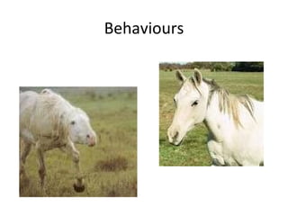 Behaviours
 