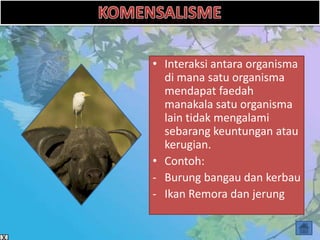 • Interaksi antara organisma
  di mana satu organisma
  mendapat faedah
  manakala satu organisma
  lain tidak mengalami
  sebarang keuntungan atau
  kerugian.
• Contoh:
- Burung bangau dan kerbau
- Ikan Remora dan jerung
 