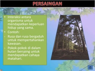 • Interaksi antara
  organisma untuk
  mendapatkan keperluan
  hidup yang sama.
• Contoh:
- Rusa dan rusa bergaduh
  untuk mempertahankan
  kawasan.
- Pokok-pokok di dalam
  hutan bersaing untuk
  mendapatkan cahaya
  matahari.
 