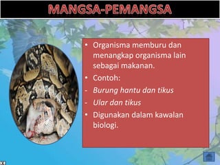 • Organisma memburu dan
  menangkap organisma lain
  sebagai makanan.
• Contoh:
- Burung hantu dan tikus
- Ular dan tikus
• Digunakan dalam kawalan
  biologi.
 