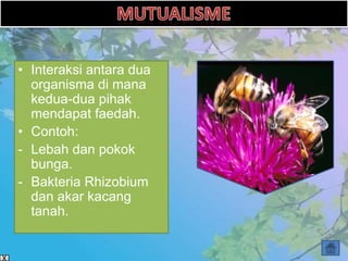 • Interaksi antara dua
  organisma di mana
  kedua-dua pihak
  mendapat faedah.
• Contoh:
- Lebah dan pokok
  bunga.
- Bakteria Rhizobium
  dan akar kacang
  tanah.
 