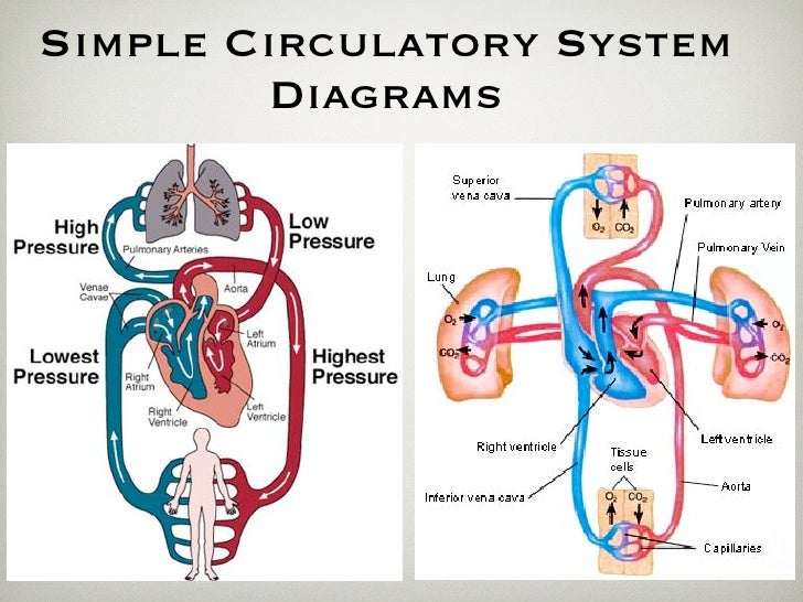 Hemodynamics And Shock