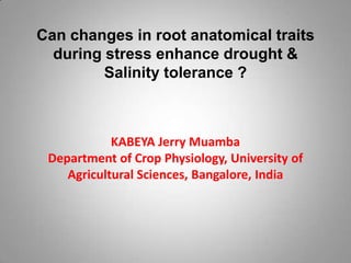Can changes in root anatomical traits
  during stress enhance drought &
         Salinity tolerance ?



            KABEYA Jerry Muamba
 Department of Crop Physiology, University of
    Agricultural Sciences, Bangalore, India
 