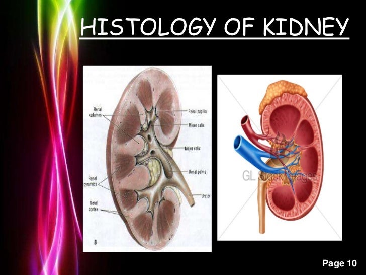 EXCRETORY SYSTEM OF MAN