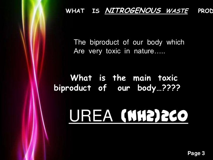 EXCRETORY SYSTEM OF MAN