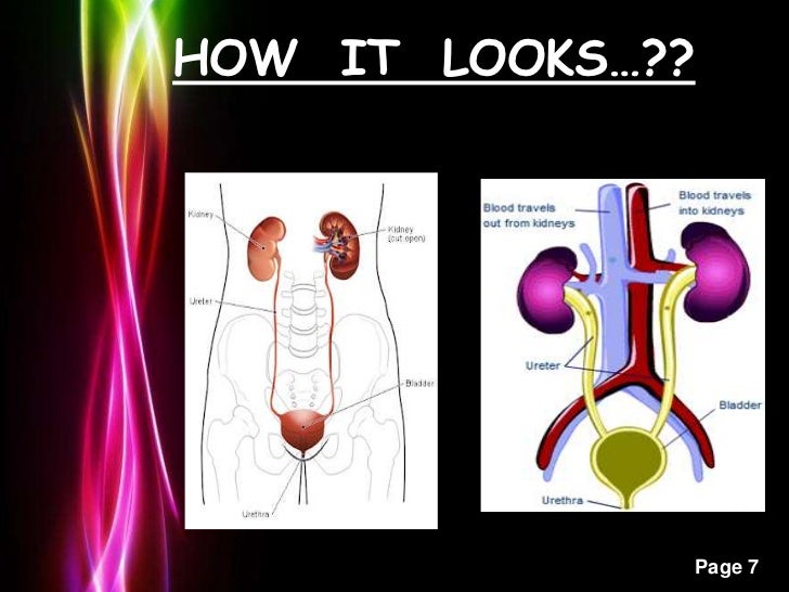 EXCRETORY SYSTEM OF MAN
