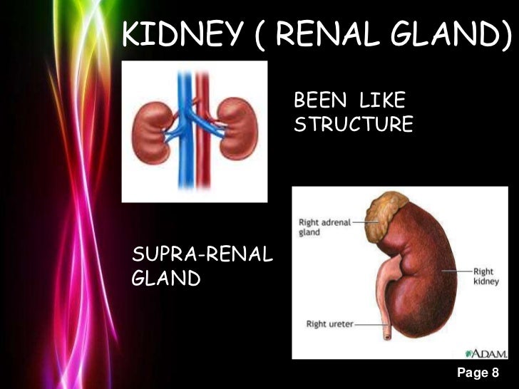 EXCRETORY SYSTEM OF MAN
