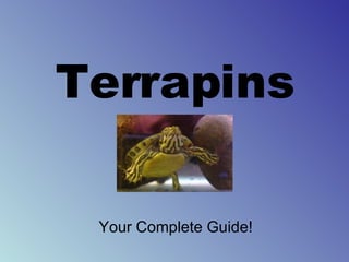 Terrapins Your Complete Guide! 