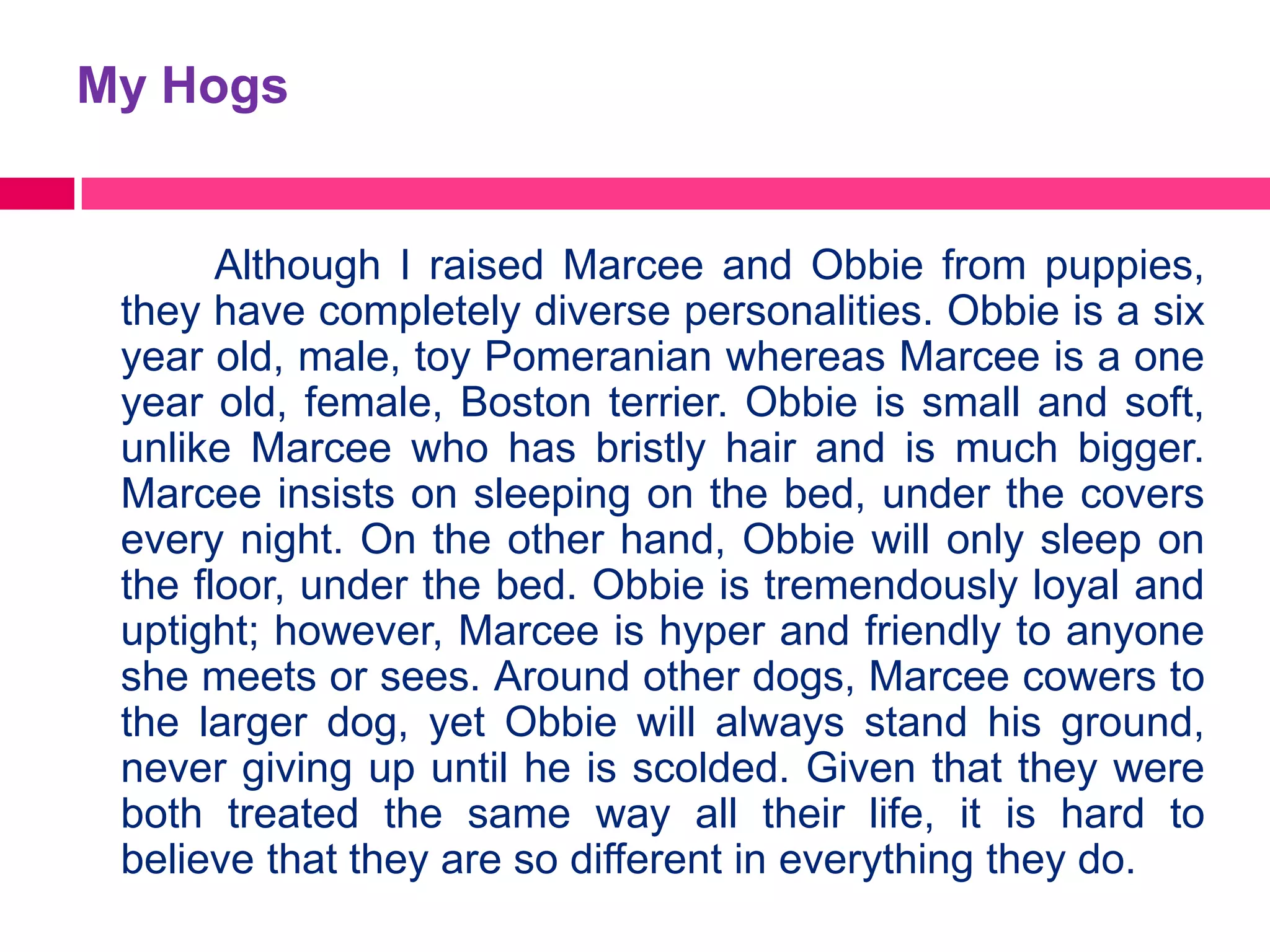 My Hogs


       Although I raised Marcee and Obbie from puppies,
 they have completely diverse personalities. Obbie is a six
 year old, male, toy Pomeranian whereas Marcee is a one
 year old, female, Boston terrier. Obbie is small and soft,
 unlike Marcee who has bristly hair and is much bigger.
 Marcee insists on sleeping on the bed, under the covers
 every night. On the other hand, Obbie will only sleep on
 the floor, under the bed. Obbie is tremendously loyal and
 uptight; however, Marcee is hyper and friendly to anyone
 she meets or sees. Around other dogs, Marcee cowers to
 the larger dog, yet Obbie will always stand his ground,
 never giving up until he is scolded. Given that they were
 both treated the same way all their life, it is hard to
 believe that they are so different in everything they do.
 