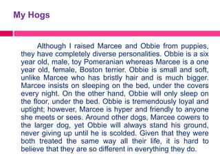 My Hogs


       Although I raised Marcee and Obbie from puppies,
 they have completely diverse personalities. Obbie is a six
 year old, male, toy Pomeranian whereas Marcee is a one
 year old, female, Boston terrier. Obbie is small and soft,
 unlike Marcee who has bristly hair and is much bigger.
 Marcee insists on sleeping on the bed, under the covers
 every night. On the other hand, Obbie will only sleep on
 the floor, under the bed. Obbie is tremendously loyal and
 uptight; however, Marcee is hyper and friendly to anyone
 she meets or sees. Around other dogs, Marcee cowers to
 the larger dog, yet Obbie will always stand his ground,
 never giving up until he is scolded. Given that they were
 both treated the same way all their life, it is hard to
 believe that they are so different in everything they do.
 