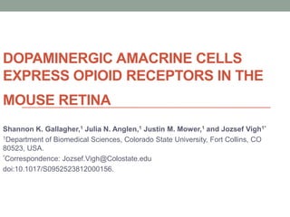 DOPAMINERGIC AMACRINE CELLS
EXPRESS OPIOID RECEPTORS IN THE
MOUSE RETINA
Shannon K. Gallagher,1 Julia N. Anglen,1 Justin M. Mower,1 and Jozsef Vigh1*
1Department of Biomedical Sciences, Colorado State University, Fort Collins, CO

80523, USA.
*Correspondence: Jozsef.Vigh@Colostate.edu

doi:10.1017/S0952523812000156.
 