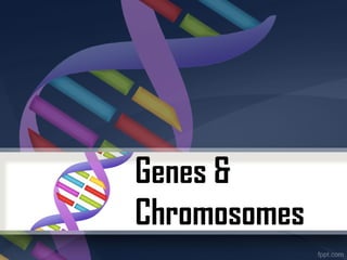 Genes &
Chromosomes
 