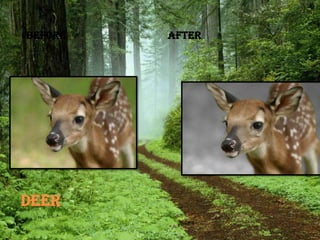before   After




deer
 