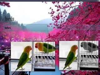 birds
before   after
 