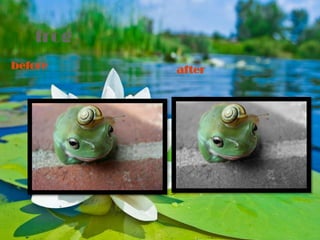 frog
before    after
 