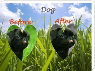 Dog
Before     After
 