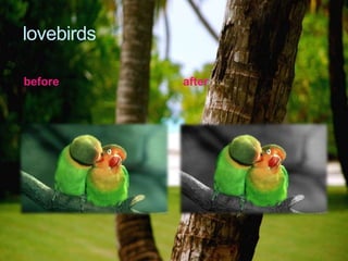 lovebirds

before      after
 