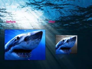 shark

before   after
 