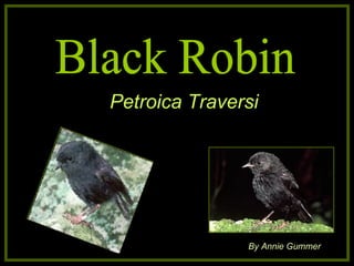 Black Robin Petroica Traversi   By Annie Gummer 