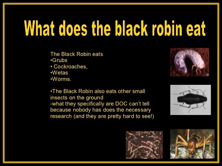 black robin inquiry black robin inquiry