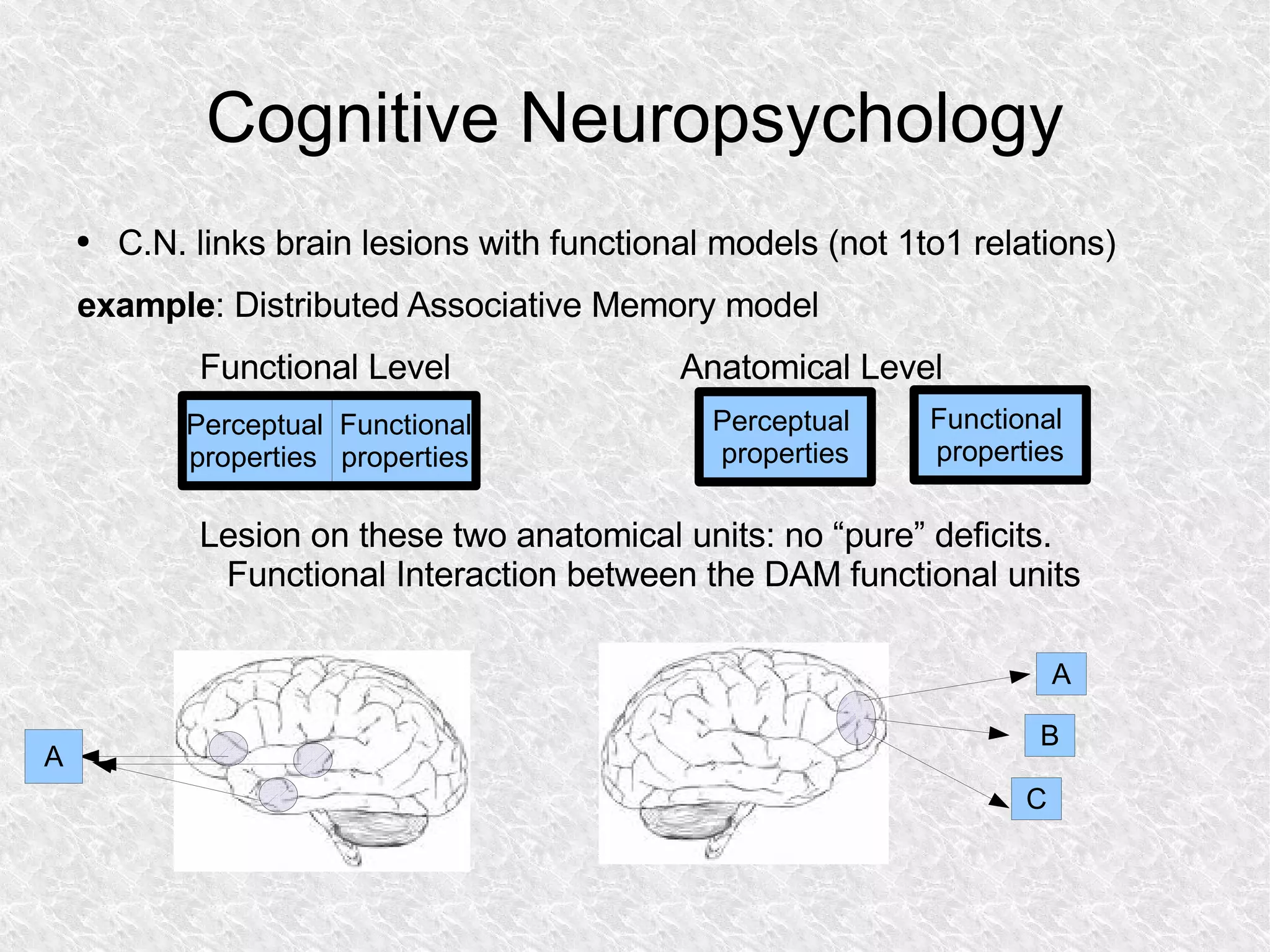 Cognitive Neuropsychology C.N. links brain lesions with functional models (not 1to1 relations) example : Distributed Associative Memory model Functional Level Anatomical Level Lesion on these two anatomical units: no “pure” deficits. Functional Interaction between the DAM functional units 