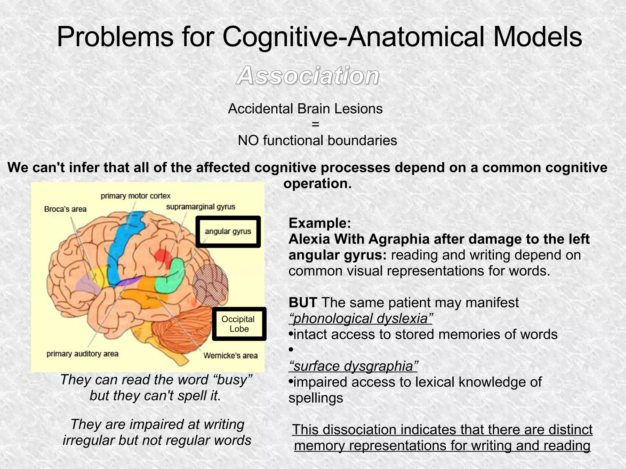Problems for Cognitive-Anatomical Models Association Accidental Brain Lesions  =  NO functional boundaries We can't infer that all of the affected cognitive processes depend on a common cognitive operation. Example:  Alexia With Agraphia after damage to the left angular gyrus:  reading and writing depend on common visual representations for words. BUT  The same patient may manifest  “phonological dyslexia” intact access to stored memories of words “ surface dysgraphia” impaired access to lexical knowledge of spellings This dissociation indicates that there are distinct memory representations for writing and reading They can read the word “busy” but they can't spell it. They are impaired at writing irregular but not regular words 