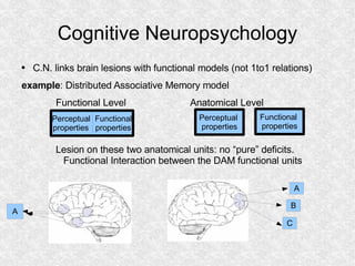 Cognitive Neuropsychology <ul><li>C.N. links brain lesions with functional models (not 1to1 relations) </li></ul><ul><li>e...