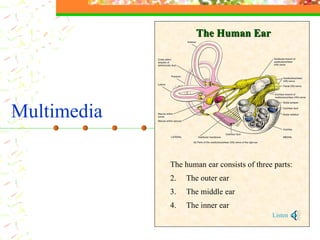 The human ear consists of three parts: The outer ear The middle ear The inner ear Listen The Human Ear Multimedia 