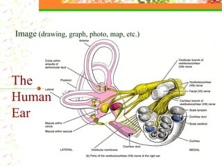 The  Human Ear Image  (drawing, graph, photo, map, etc.) 