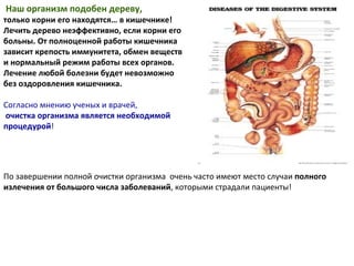 Наш организм подобен дереву,   только корни его находятся… в кишечнике! Лечить дерево неэффективно, если корни его больны. От полноценной работы кишечника зависит крепость иммунитета, обмен веществ и нормальный режим работы всех органов. Лечение любой болезни будет невозможно без оздоровления кишечника. Согласно мнению ученых и врачей,  очистка организма является необходимой процедурой !  По завершении полной очистки организма  очень часто имеют место случаи  полного излечения от большого числа заболеваний , которыми страдали пациенты!  