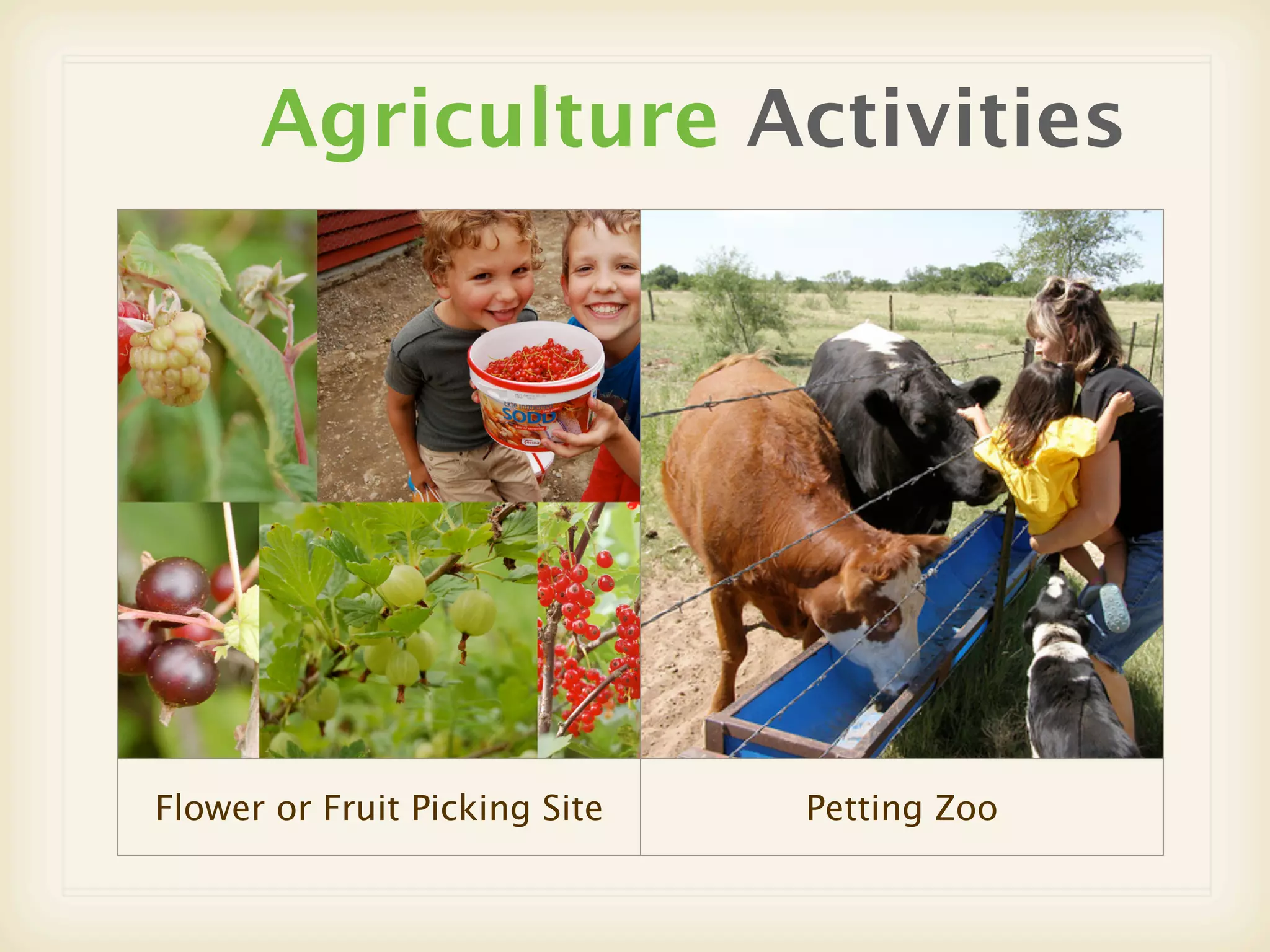 Agriculture Activities




Flower or Fruit Picking Site   Petting Zoo
 