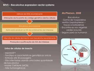 Vírus da gripe – Influenza vírus Camada mais externa do virusglicoproteína; ligar o vírus ao receptor da célula hospedeira
