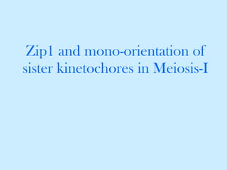 Zip1 and mono-orientation of sister kinetochores in Meiosis-I 