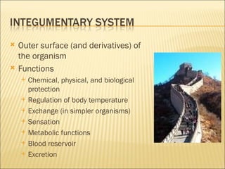 Outer surface (and derivatives) of the organism Functions Chemical, physical, and biological protection  Regulation of body temperature Exchange (in simpler organisms) Sensation Metabolic functions Blood reservoir Excretion 