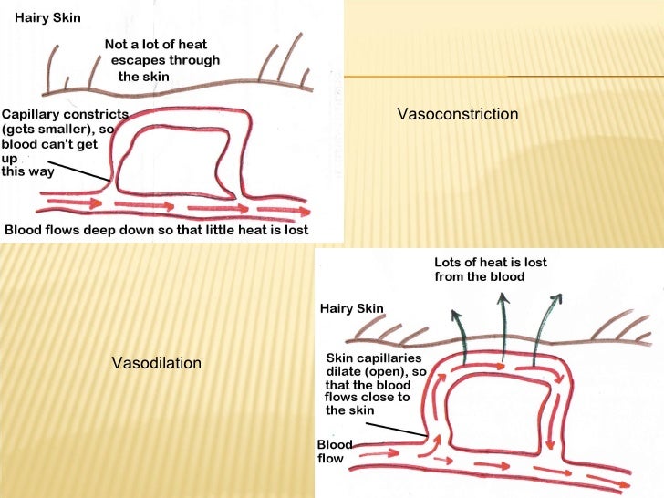 Presentation 13 Thermoregulation And The Integumentary System