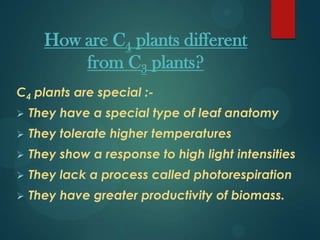 How are C4 plants different
from C3 plants?
C4 plants are special :-
 They have a special type of leaf anatomy
 They tolerate higher temperatures
 They show a response to high light intensities
 They lack a process called photorespiration
 They have greater productivity of biomass.
 