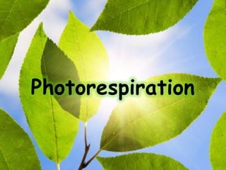 Photorespiration
 