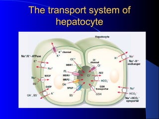 The transport system ofThe transport system of
hepatocytehepatocyte
 