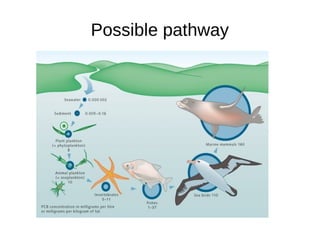 Possible pathway
 